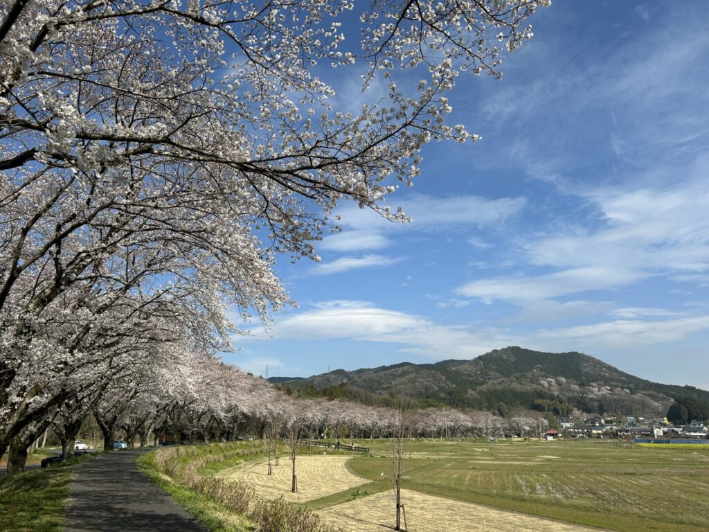 桜と日和田山