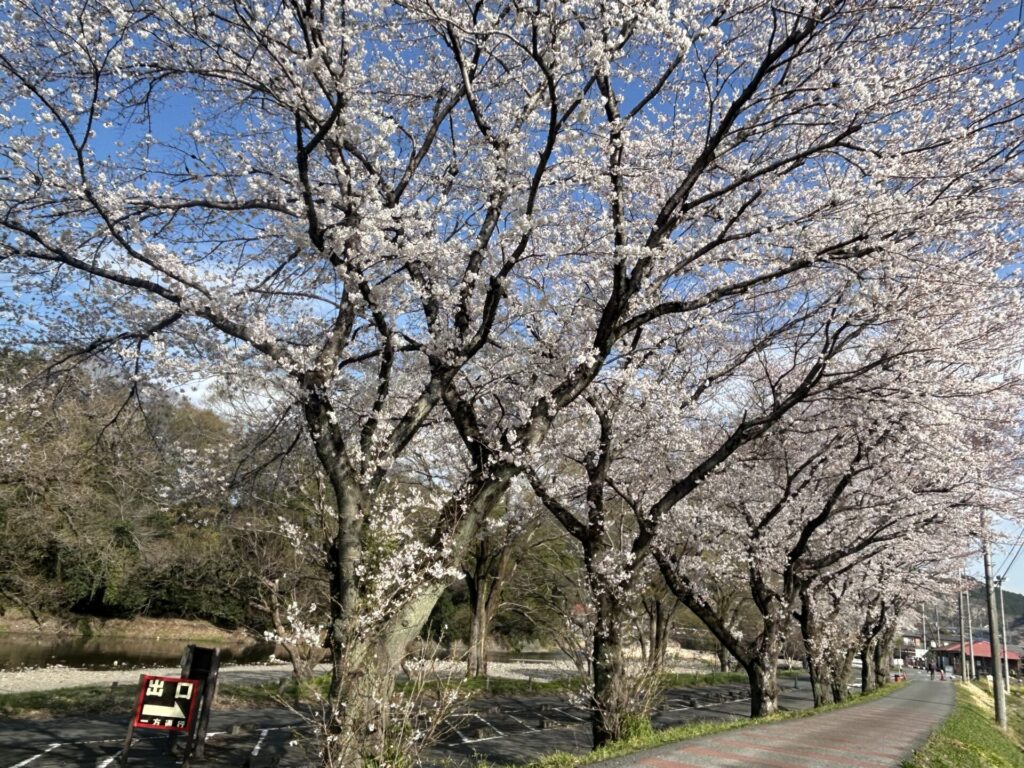 巾着田の桜並木