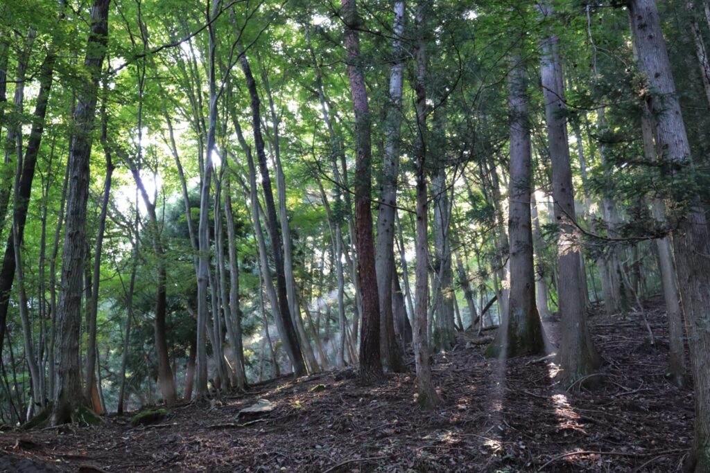 横瀬二子山の森林