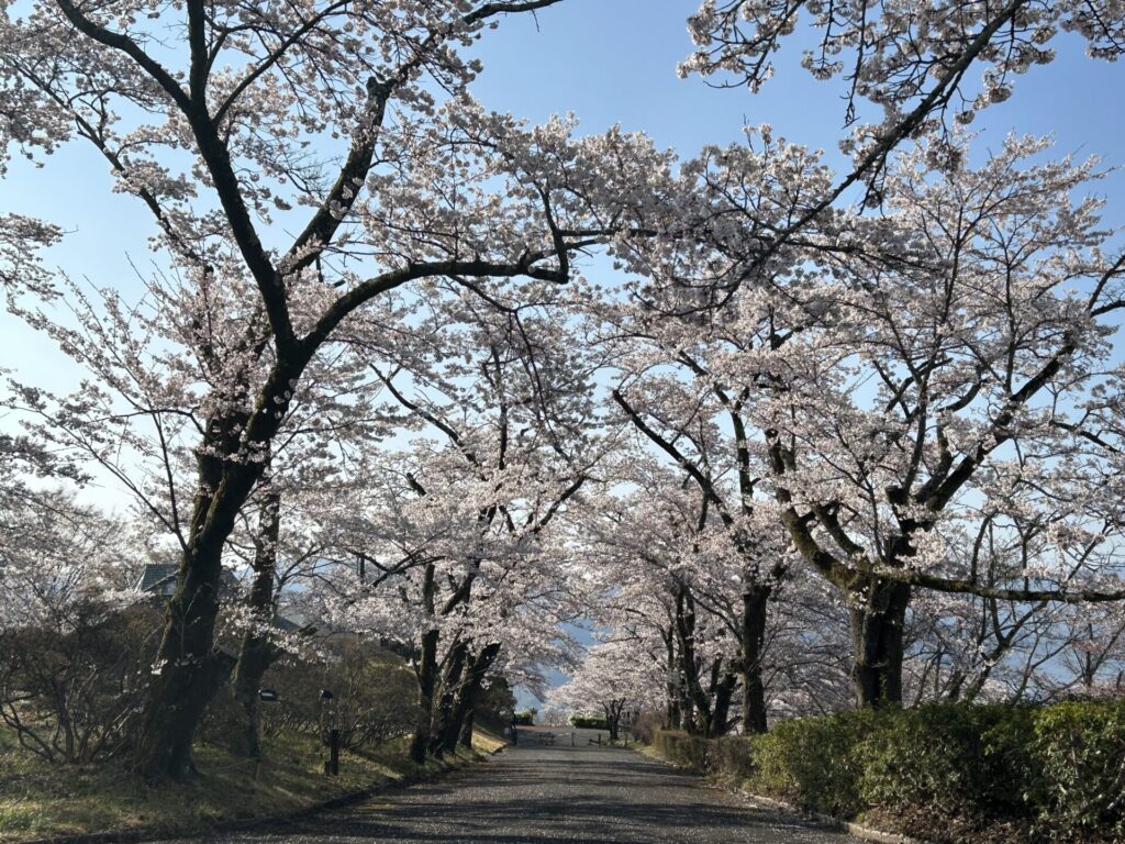 美の山公園の桜並木