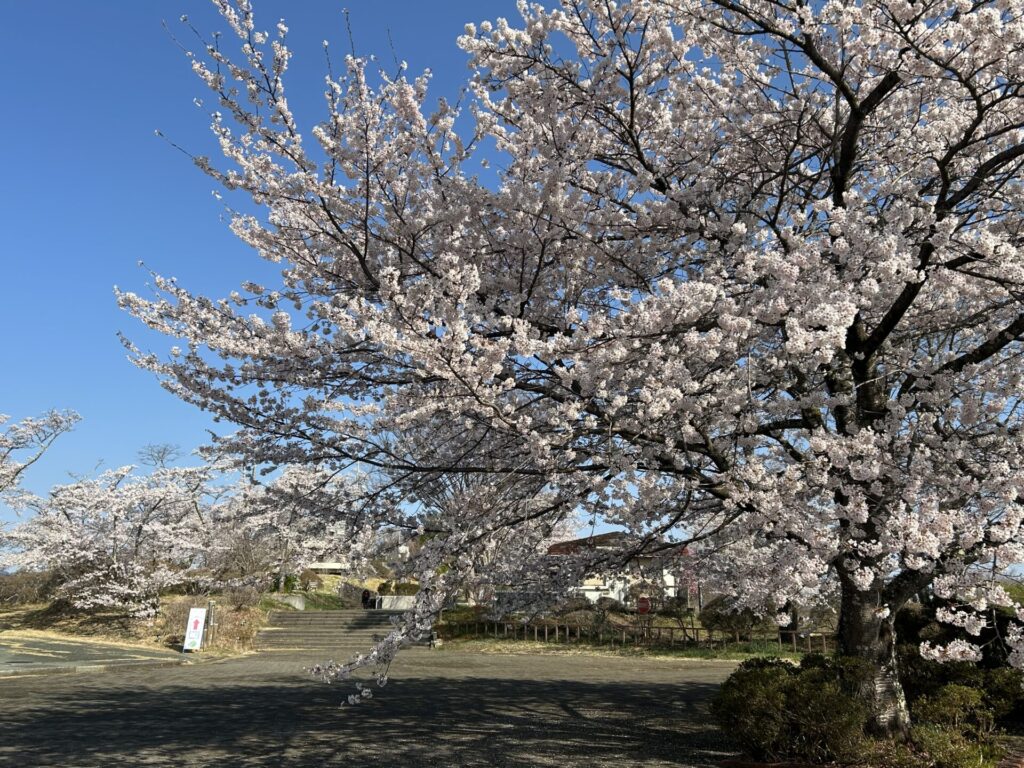 美の山公園の桜