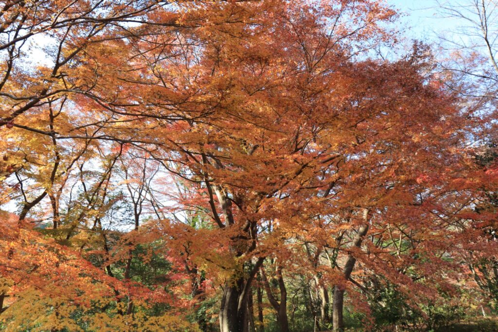 嵐山渓谷の紅葉