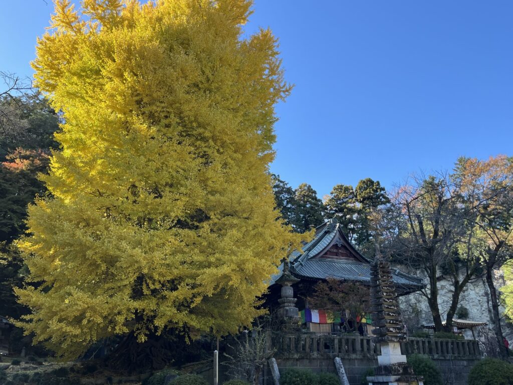 巌殿正法寺の大イチョウ