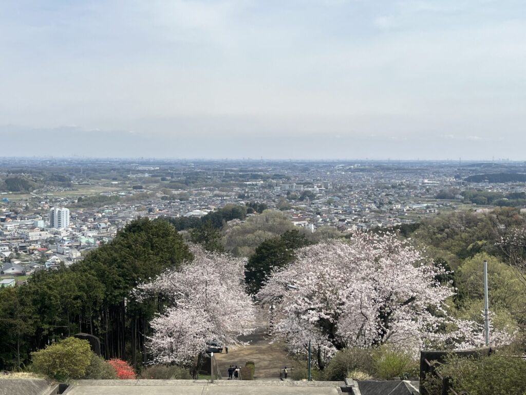 大観山からの桜