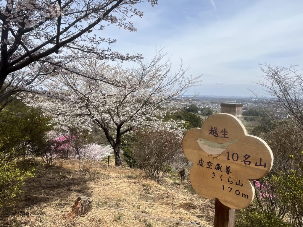 桜が満開の山頂