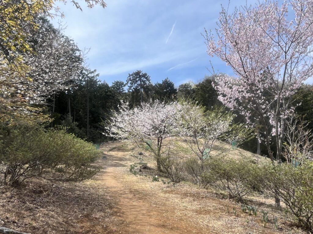 桜満開の山頂広場