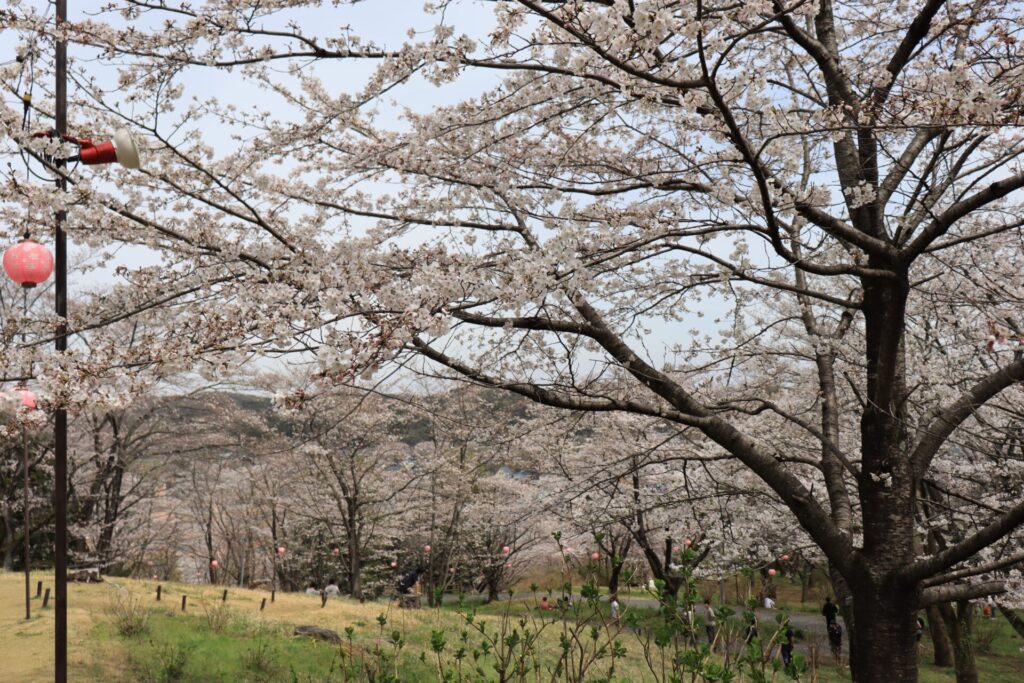さくら山の満開の桜