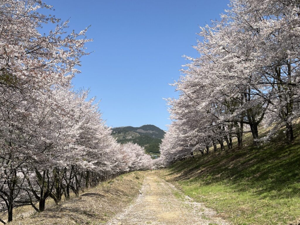 虎山の千本桜