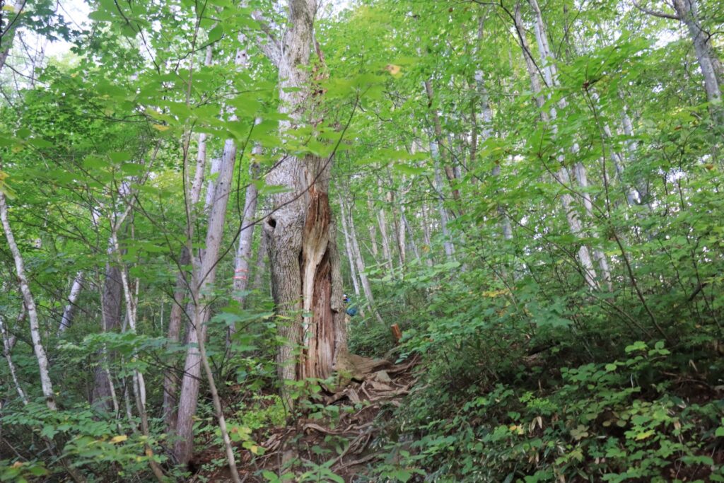 会津駒ケ岳登山ブナの原生林