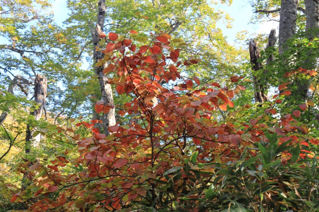 会津駒ケ岳紅葉紅