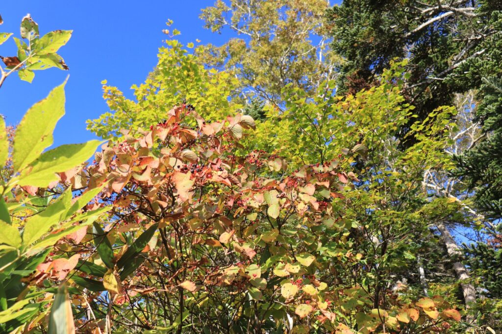 会津駒ケ岳カエデの紅葉