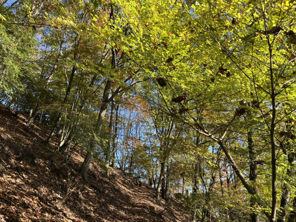 諏訪山山頂直下の紅葉