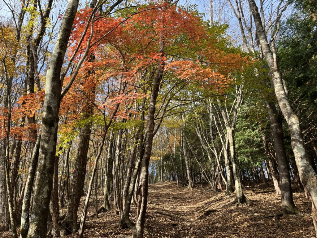 大持山手前の紅葉