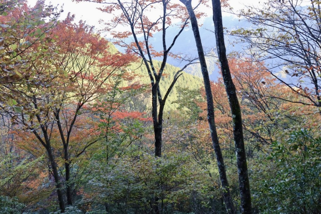 志賀坂諏訪山紅葉の始まり