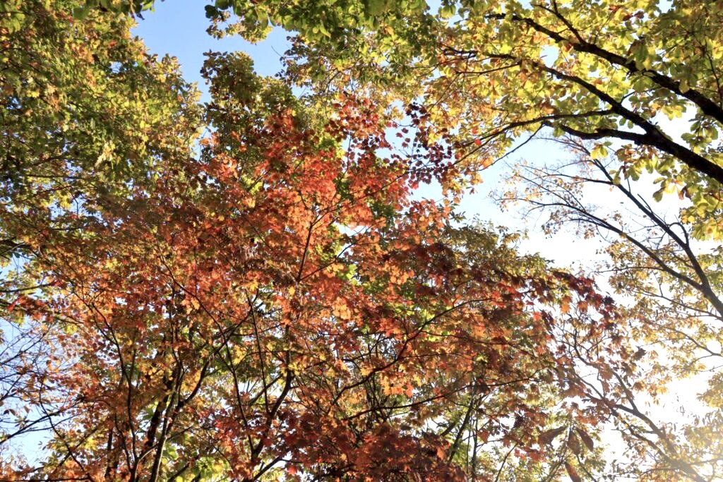 志賀坂諏訪山の綺麗な紅葉