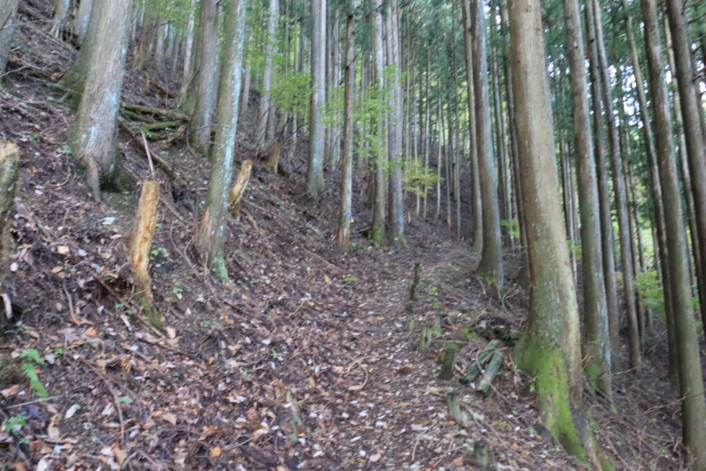 諏訪山杉林の登山道