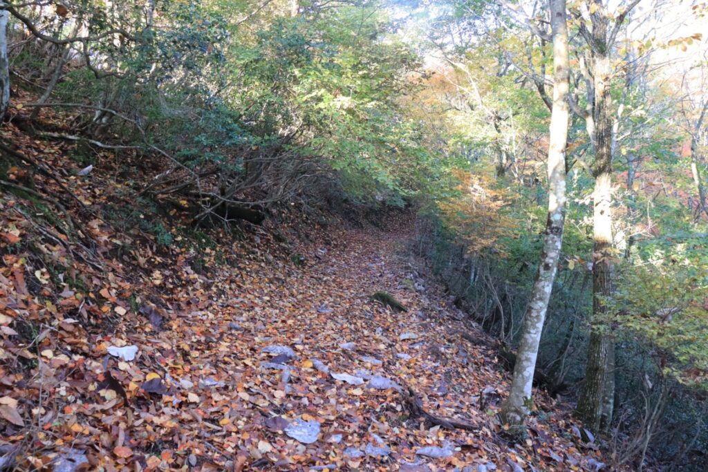 志賀坂諏訪山落ち葉の絨毯