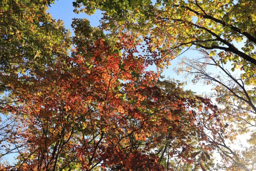 諏訪山山頂直下の紅葉