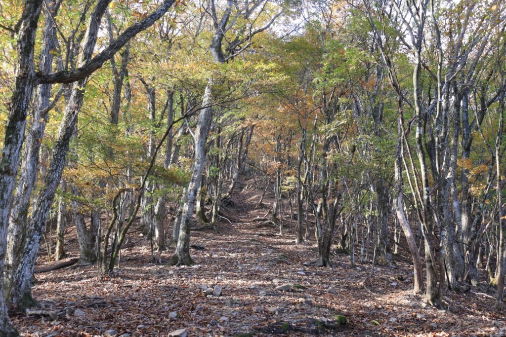 妻坂峠の黄色のトンネル