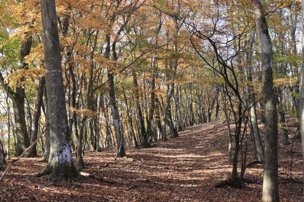 妻坂峠の紅葉のトンネル