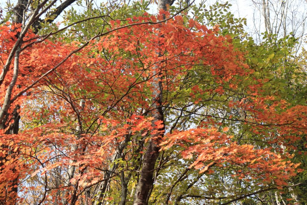 妻坂峠紅葉のグラデーション