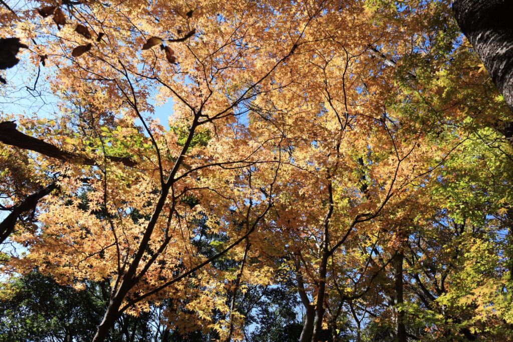 釜ノ沢四～五峰紅葉