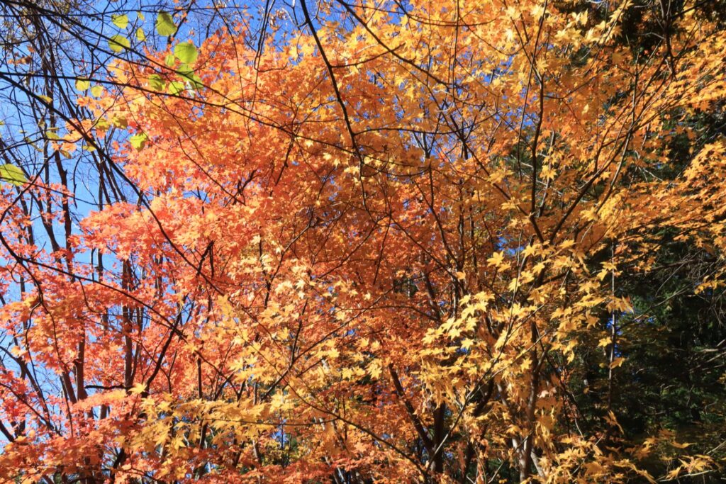 釜ノ沢五峰紅葉の色づき