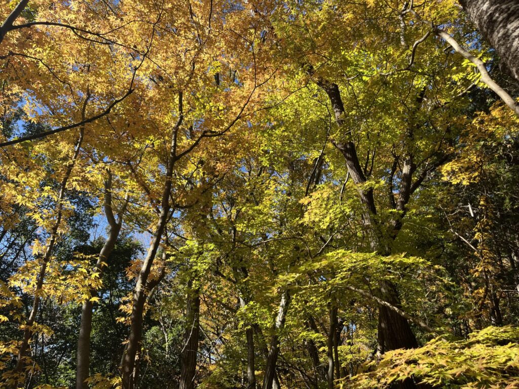 釜ノ沢五峰の紅葉