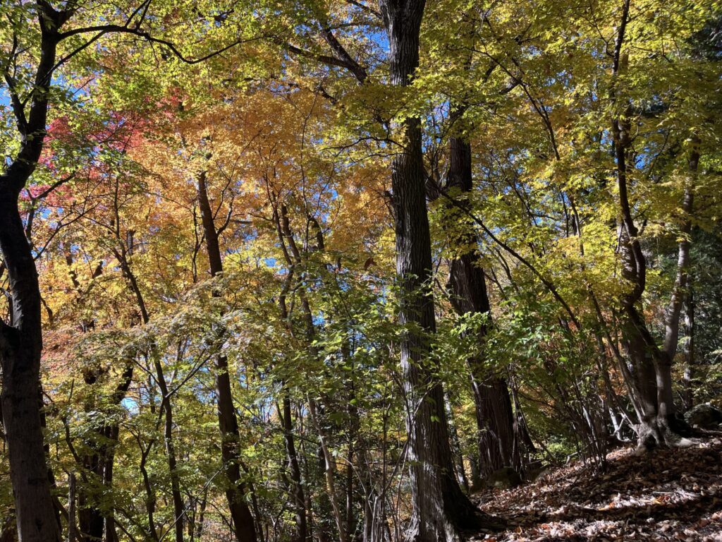 釜ノ沢四ノ峰近くの紅葉