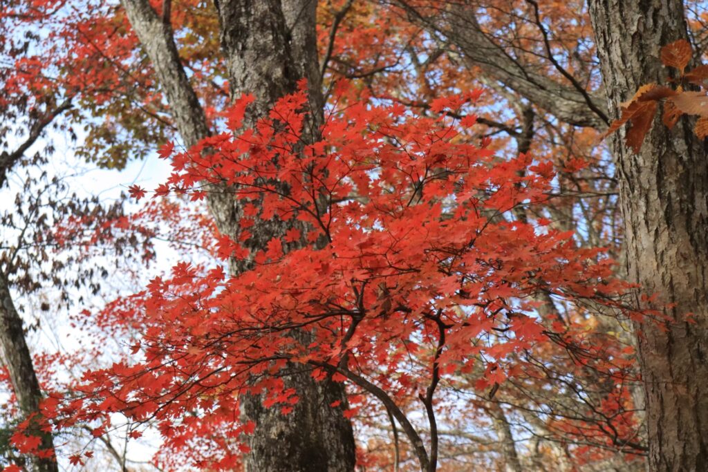 横倉山のカエデ