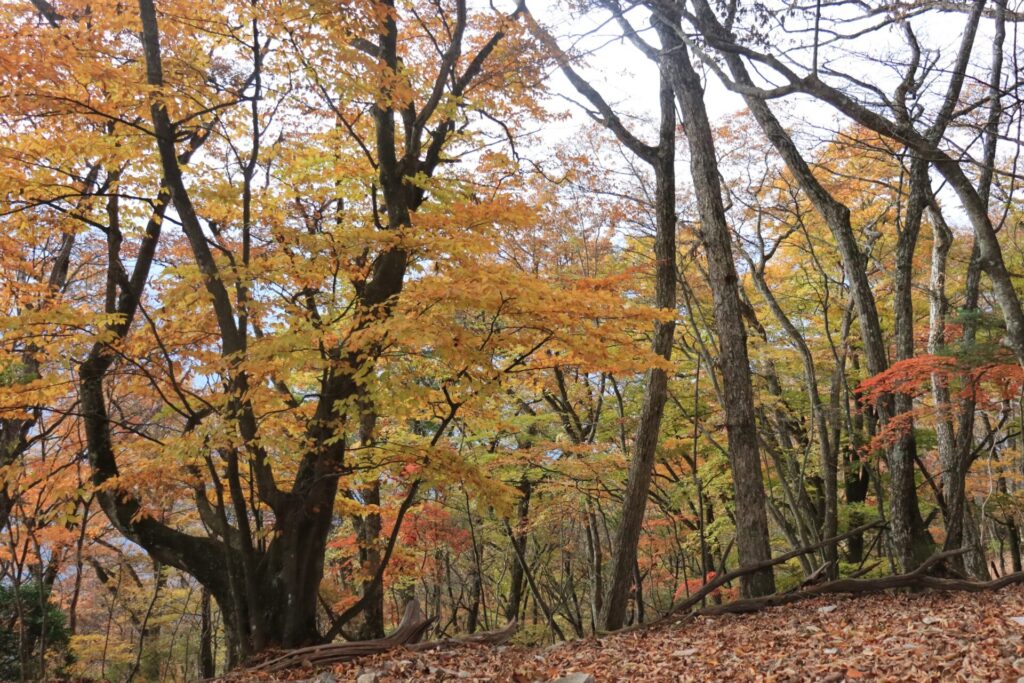 横倉山の紅葉