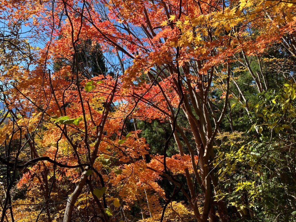 釜ノ沢五ノ峰手前の紅葉