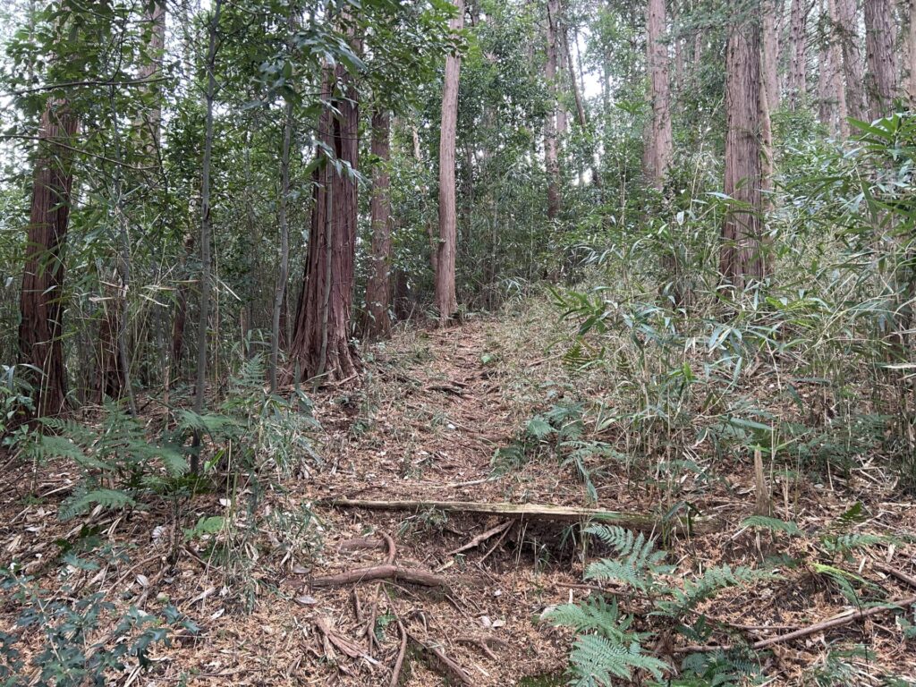 石尊山(毛呂山)登山道