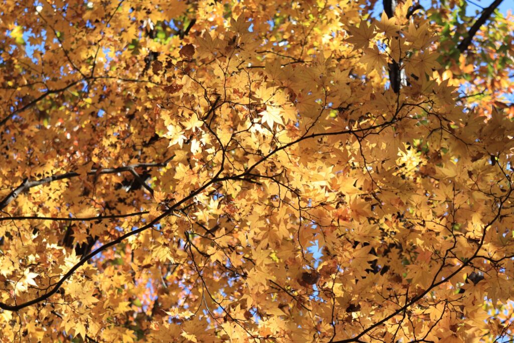 竜神山の紅葉