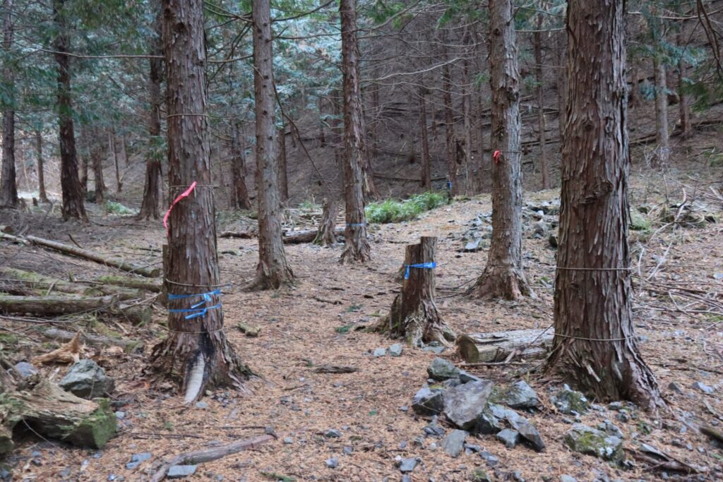 塚山登山道樹林帯への入口