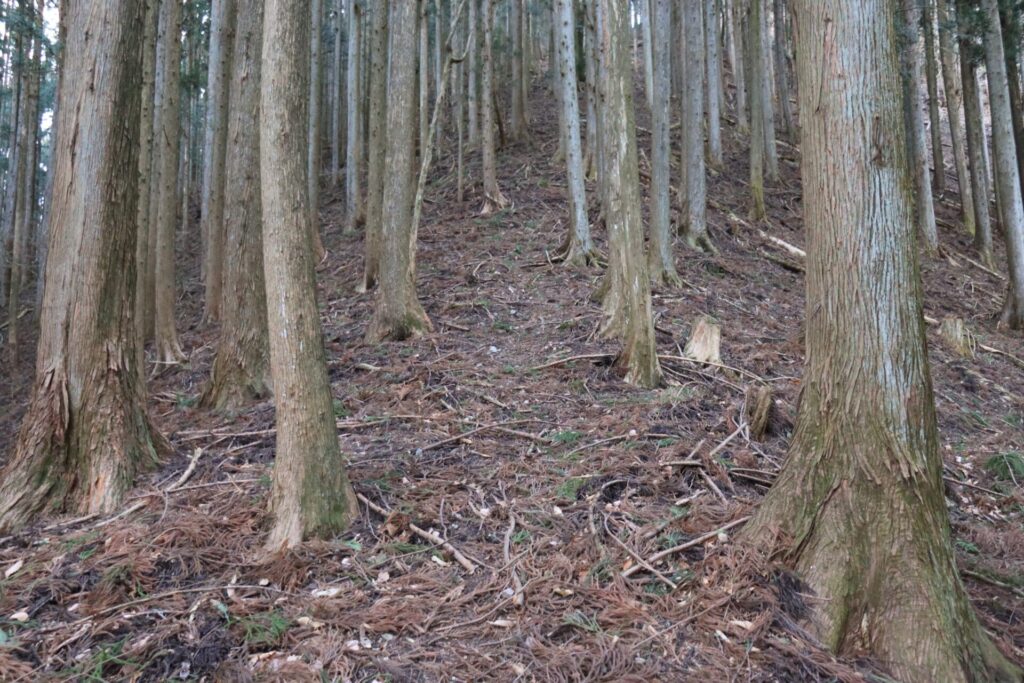 竹ノ茅山の急登