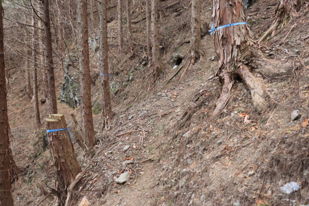 塚山登山道青テープ