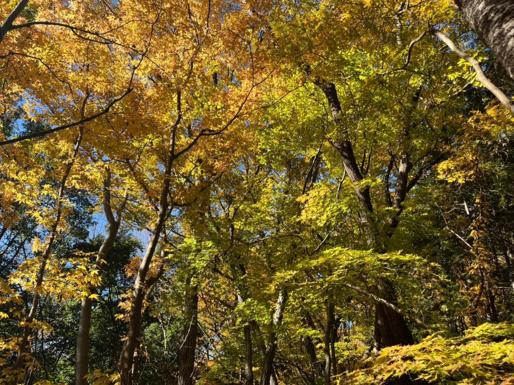 釜ノ沢四ノ峰紅葉