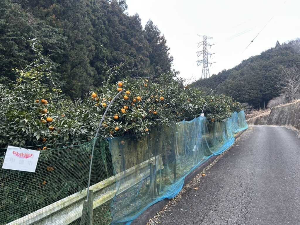 大平山(毛呂山)登山道柚子並木