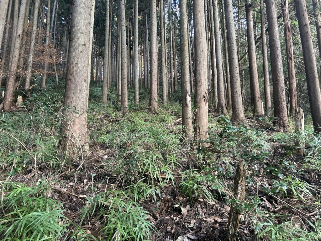 両見山登山道民家裏の樹林