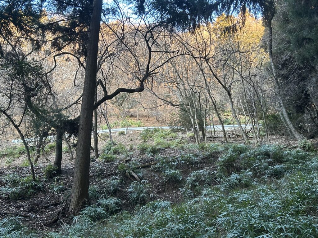 両見山登山道から見える林道