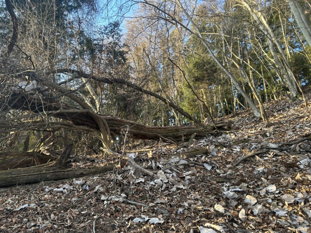 両見山登山道目印の倒木