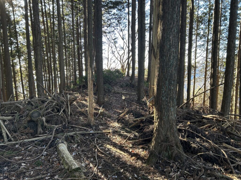 甲仁田山への分岐