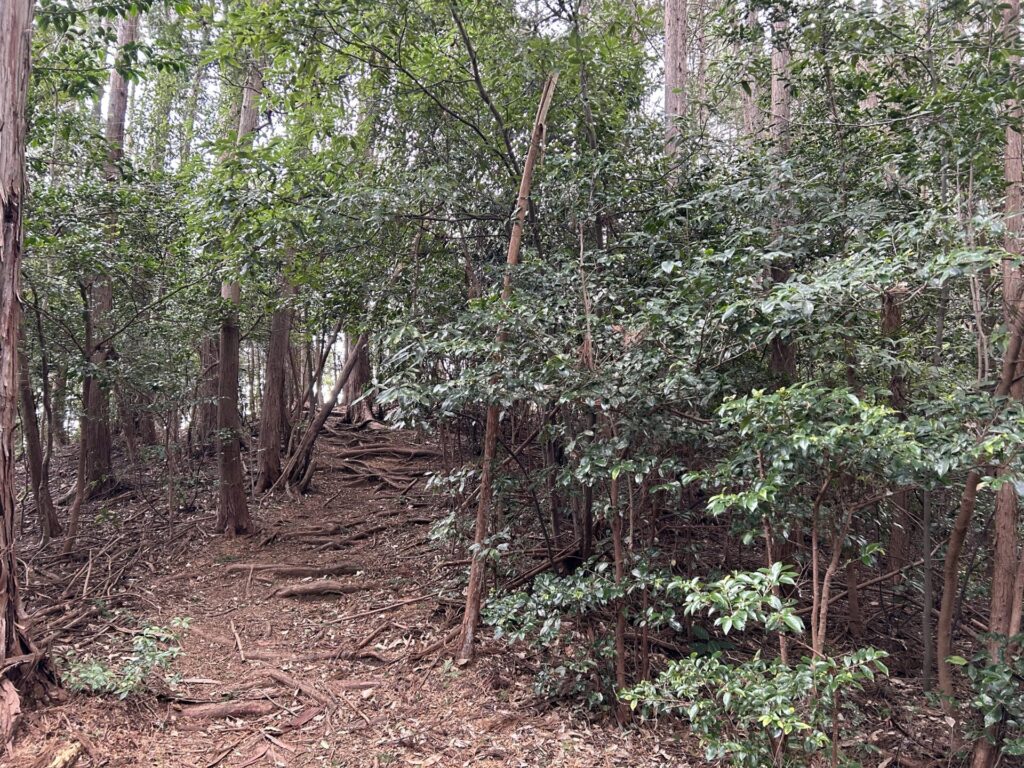 緑の登山道