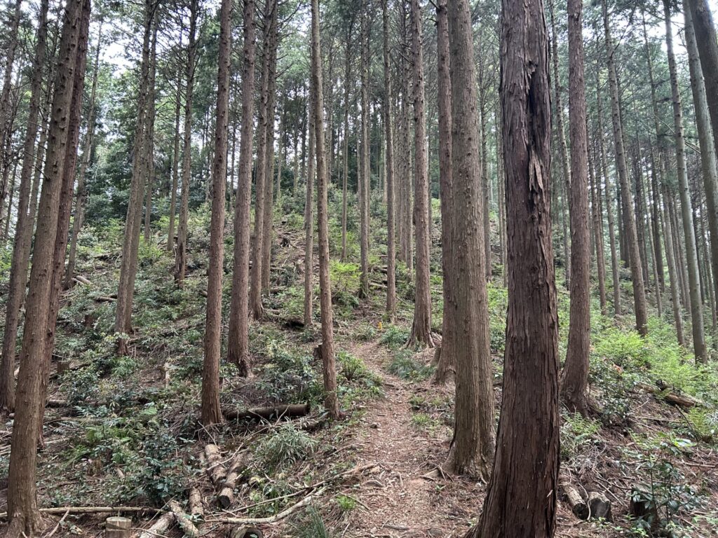 都幾山登山道