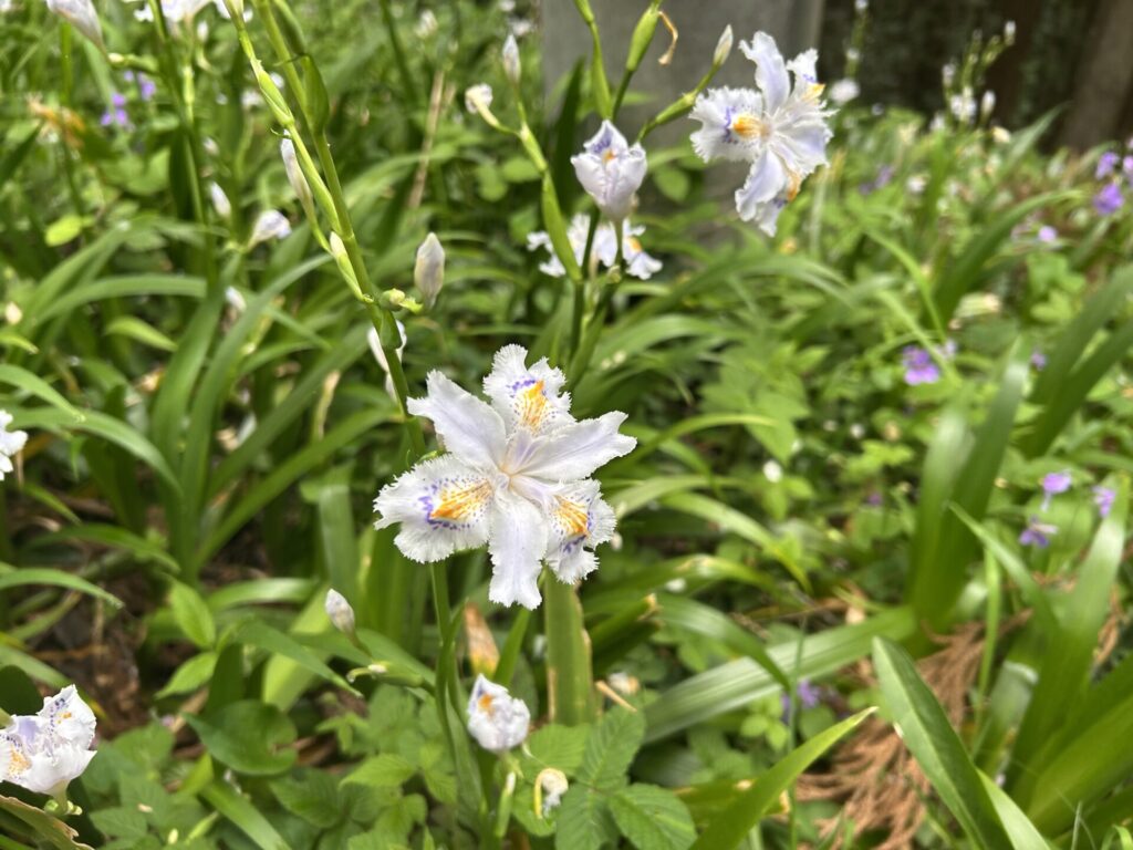 霊山院のシャガ