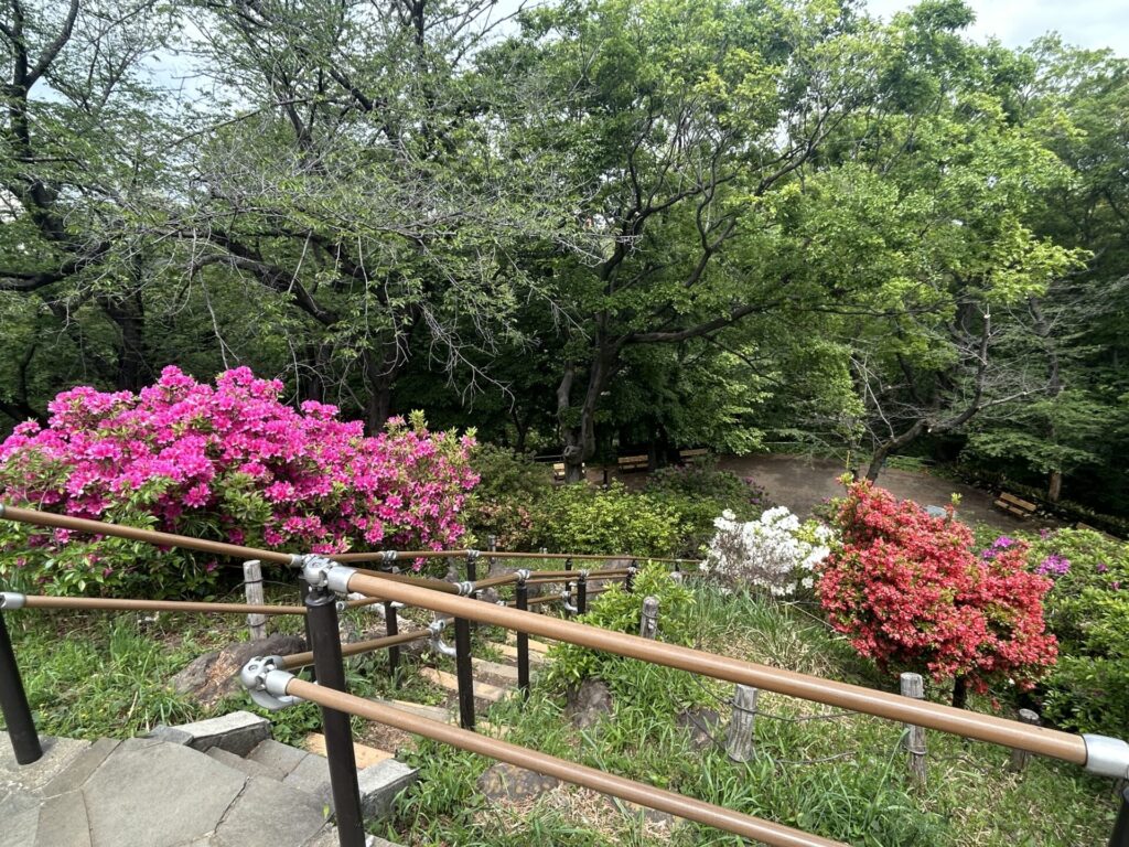 箱根山(新宿)のツツジ
