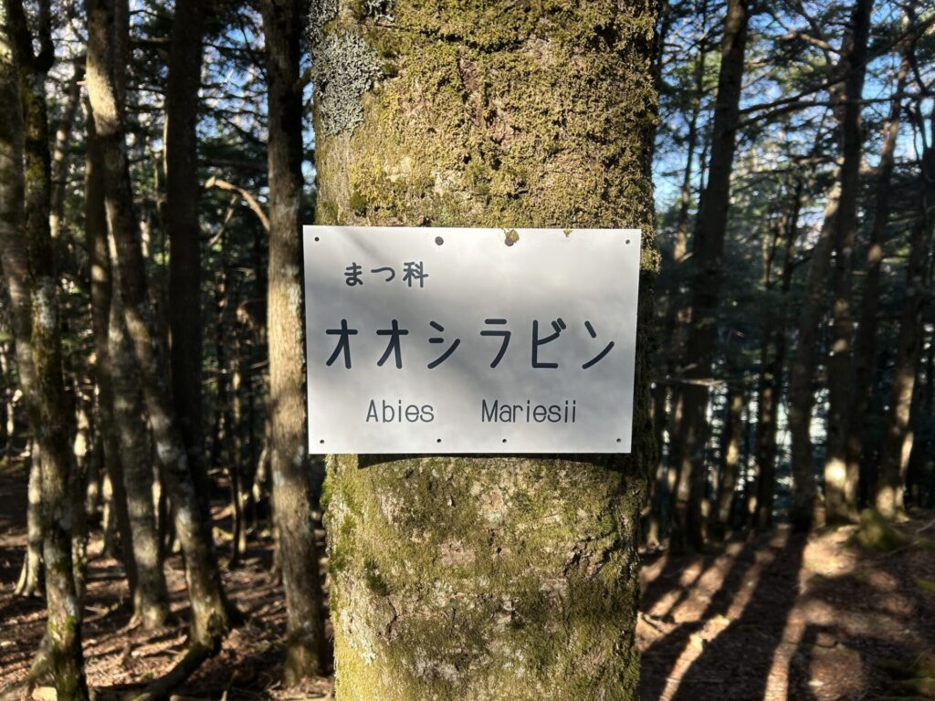 白岩山山頂のオオシラビソ