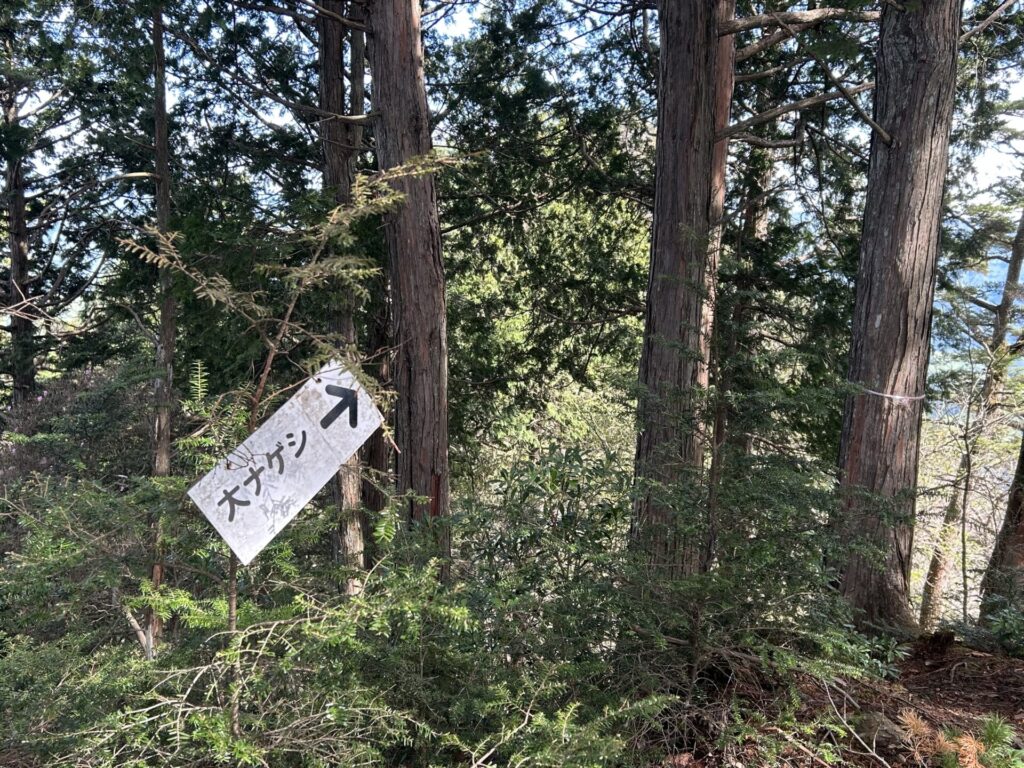大ナゲシ分岐