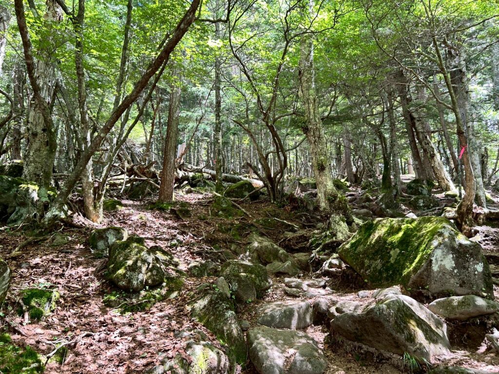 八ヶ岳の登山道